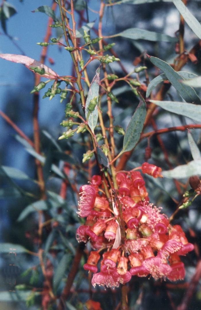 Plant photo of: Eucalyptus torquata