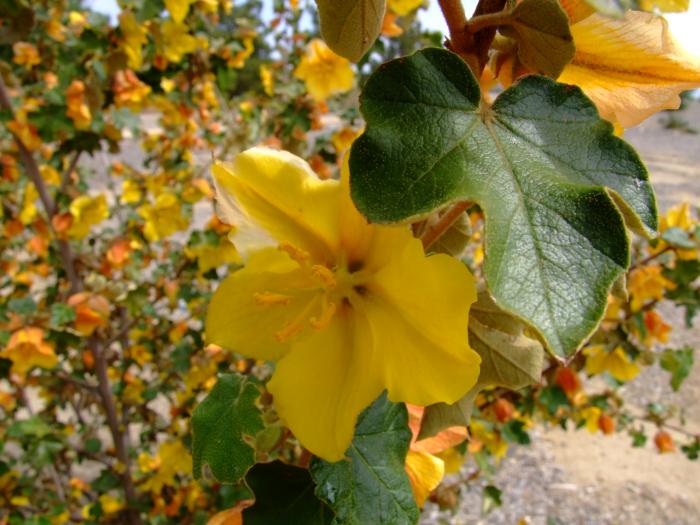 Plant photo of: Fremontodendron 'Pacific Sunset'