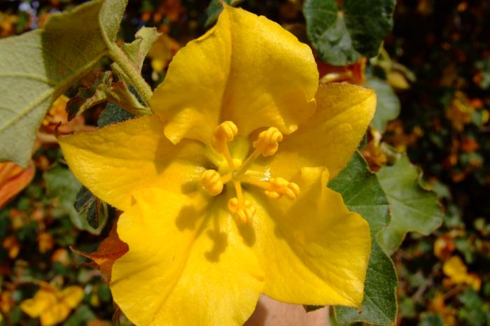 Plant photo of: Fremontodendron californicum