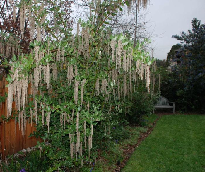 Plant photo of: Garrya elliptica 'James Roof'