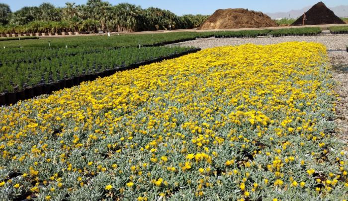 Plant photo of: Gazania rigens Sun Gold