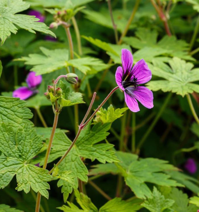 Plant photo of: Geranium 'Ann Folkard'