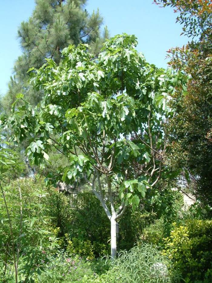 Ficus carica