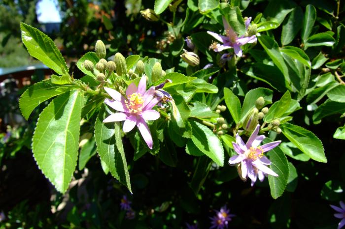 Plant photo of: Grewia occidentalis