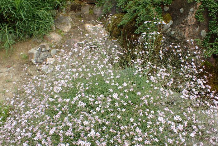 Plant photo of: Gypsophila repens