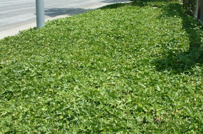 Plant photo of: Hedera helix