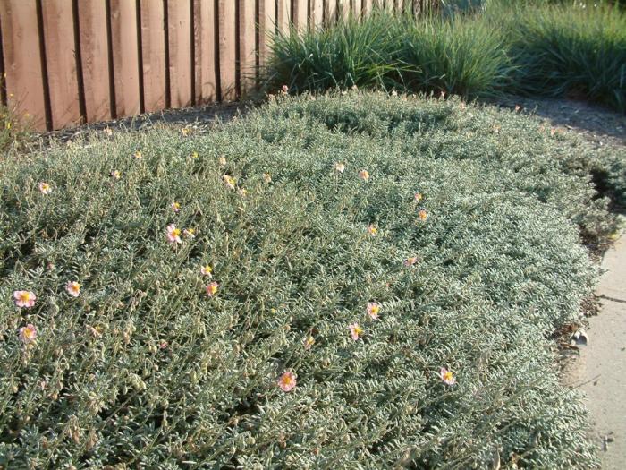 Plant photo of: Helianthemum num. 'Wisley Pink'