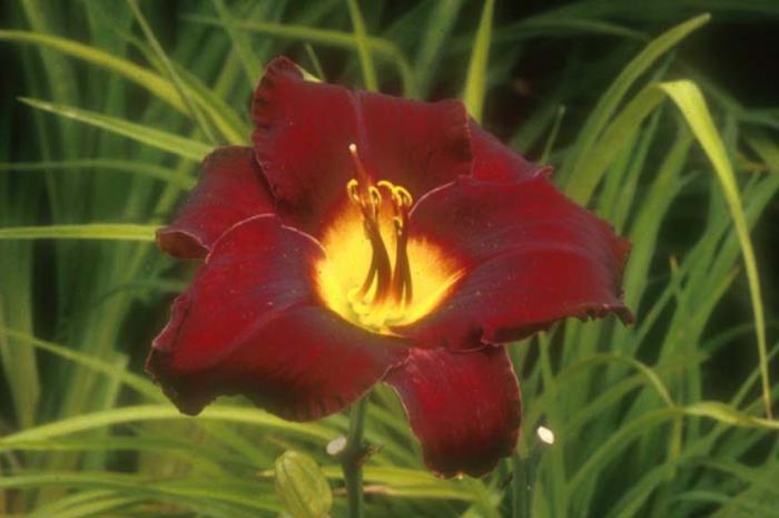 Plant photo of: Hemerocallis 'Acapulco Night'