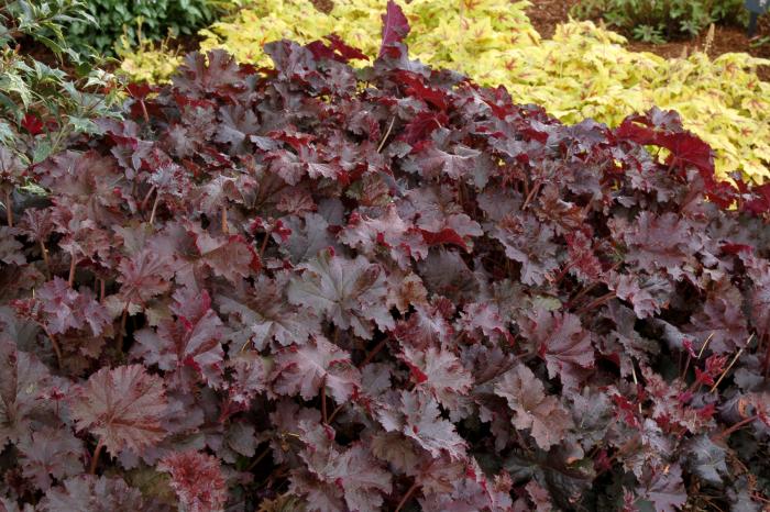 Plant photo of: Heuchera 'Chocolate Ruffles'