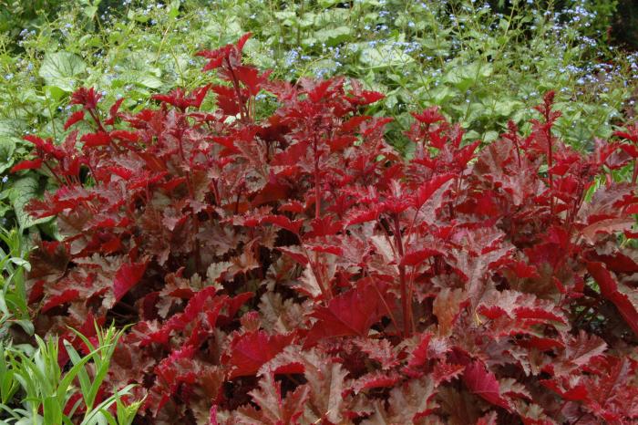 Plant photo of: Heuchera 'Chocolate Ruffles'