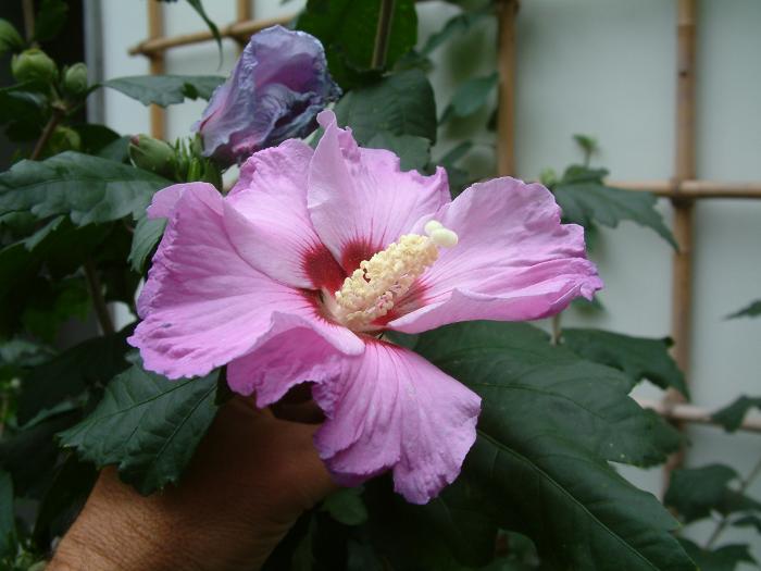 Plant photo of: Hibiscus syriacus