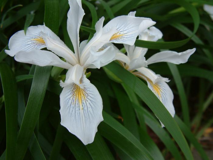 Plant photo of: Iris Pacific Coast Hybrid 'Canyon Snow'