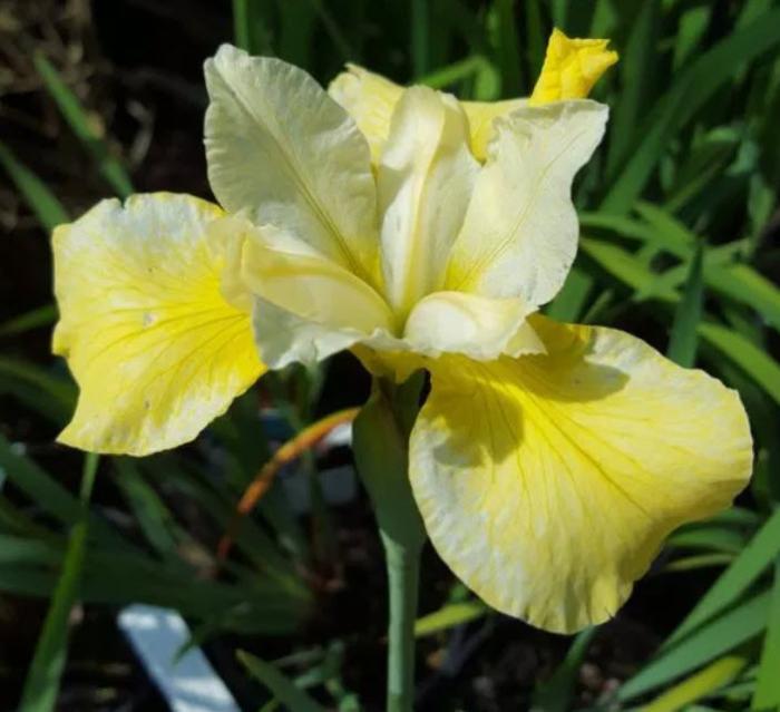 Plant photo of: Iris sibirica 'Butter and Sugar'