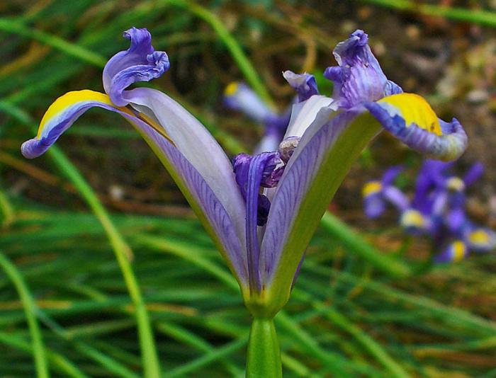 Plant photo of: Iris xiphium