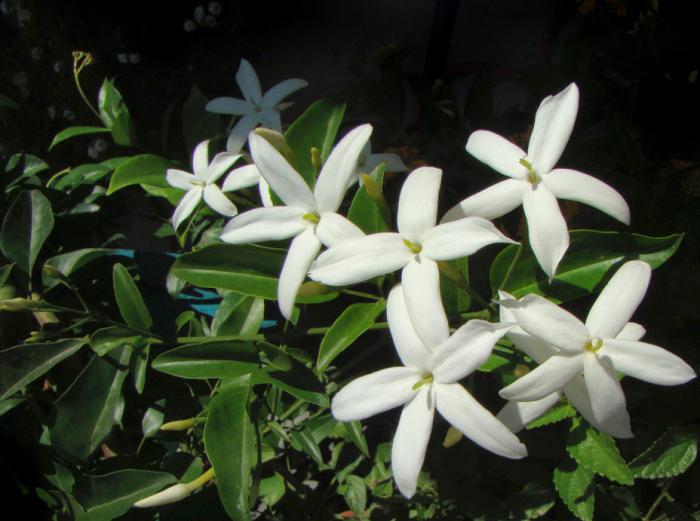 Plant photo of: Jasminum tortuosum