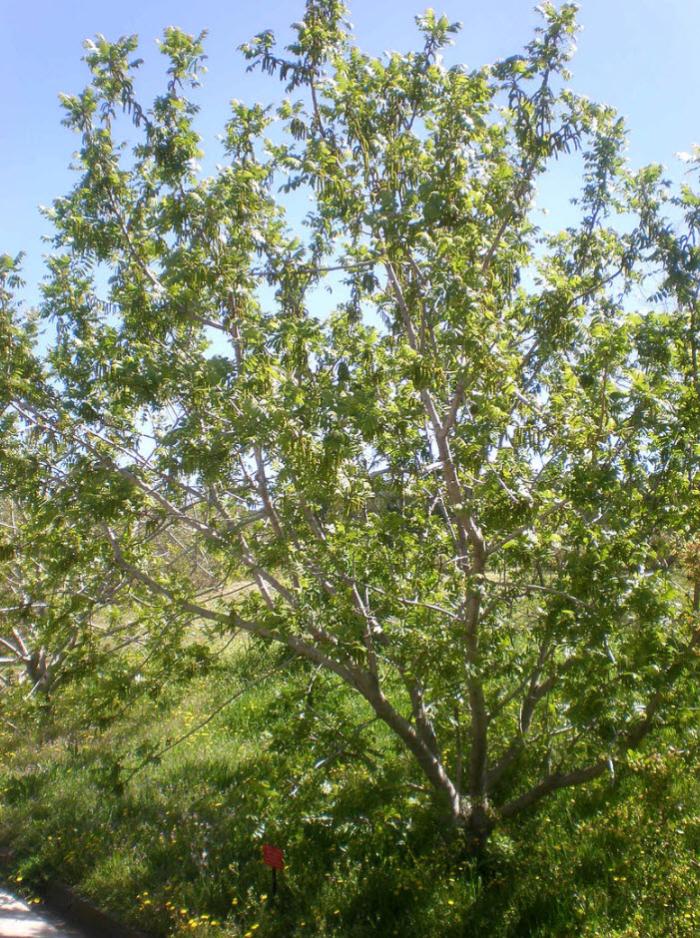 Juglans californica