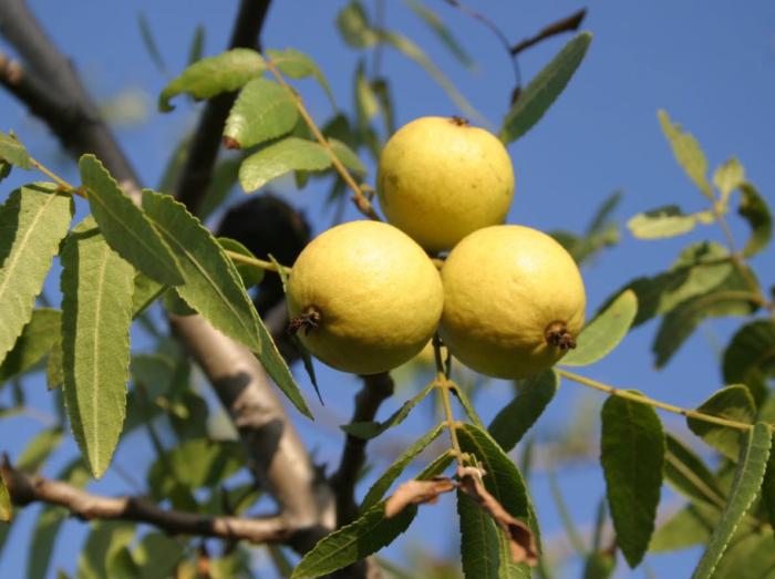 Plant photo of: Juglans californica