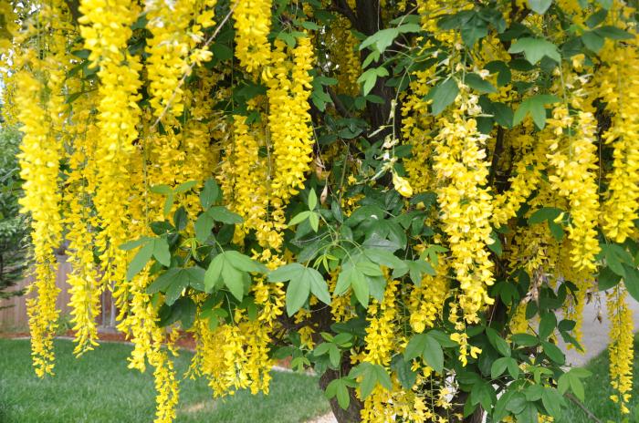 Plant photo of: Laburnum X watereri 'Vossi'