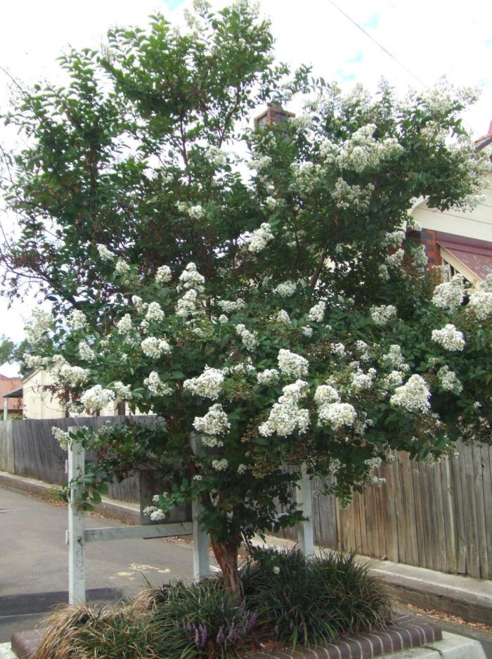 Plant photo of: Lagerstroemia 'Natchez'