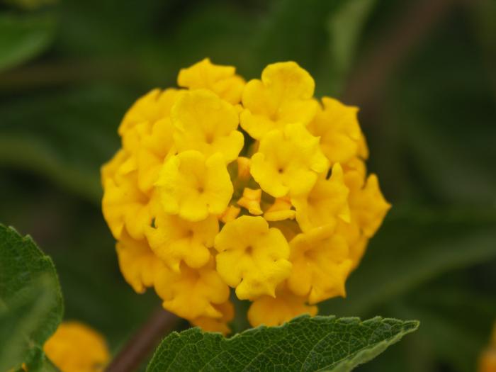 Plant photo of: Lantana 'Dwarf Yellow Bush'