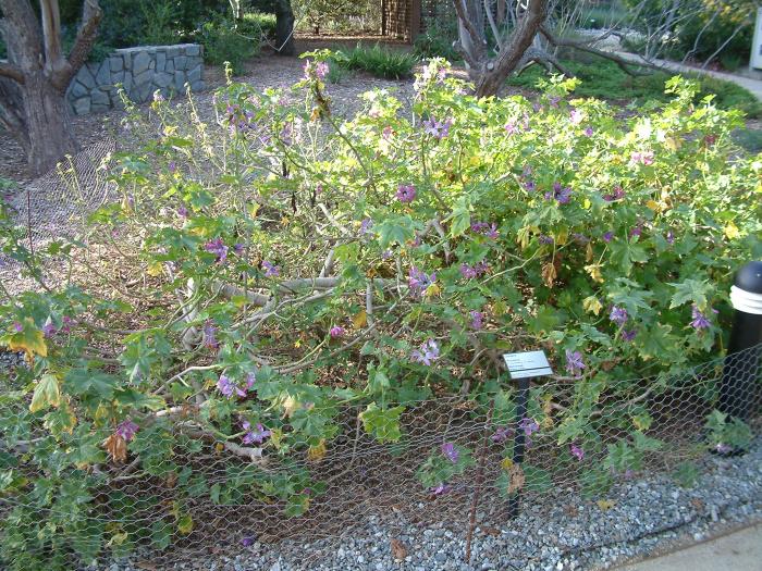 Plant photo of: Lavatera assurgentiflora 'Purisima'