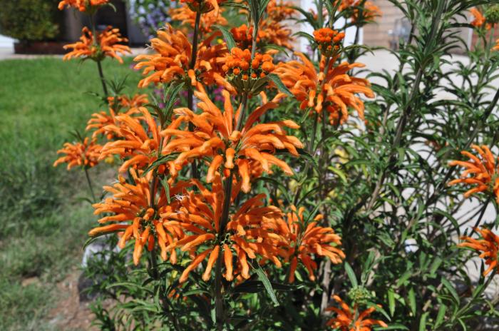 Plant photo of: Leonotis leonurus