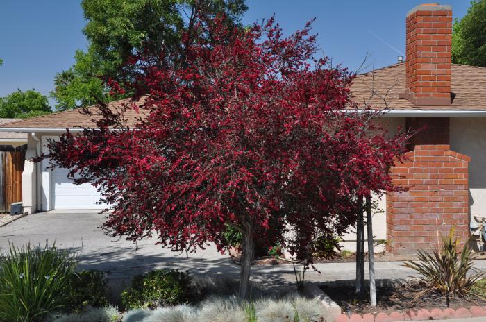 Plant photo of: Leptospermum scoparium 'Ruby Glow'