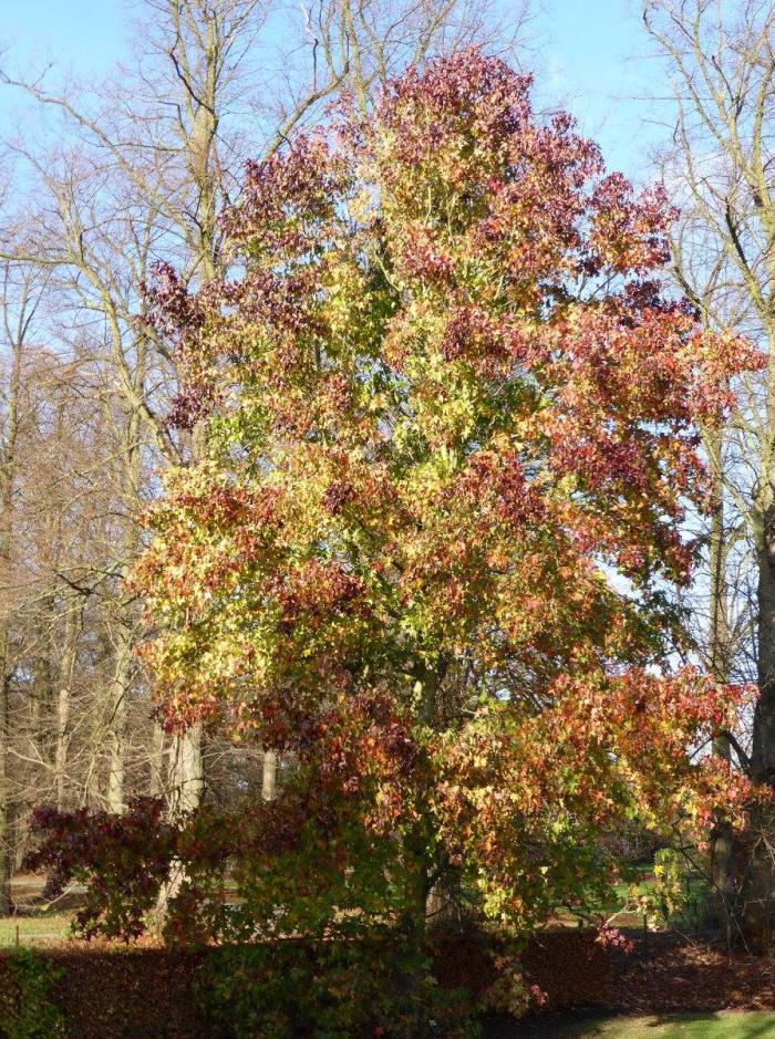 Plant photo of: Liquidambar styraciflua 'Burgundy'