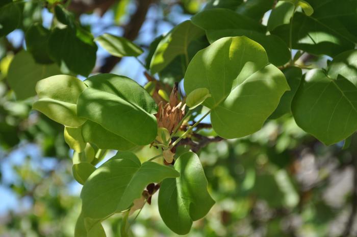 Plant photo of: Liriodendron tulipifera