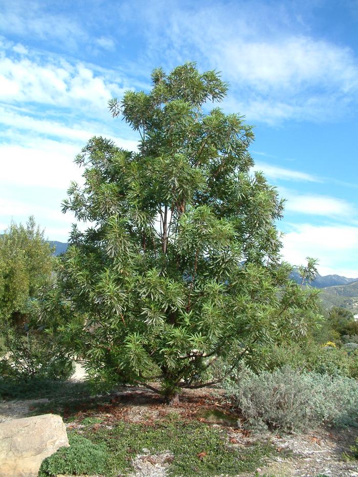 Lyonothamnus floribundus asplenifolius