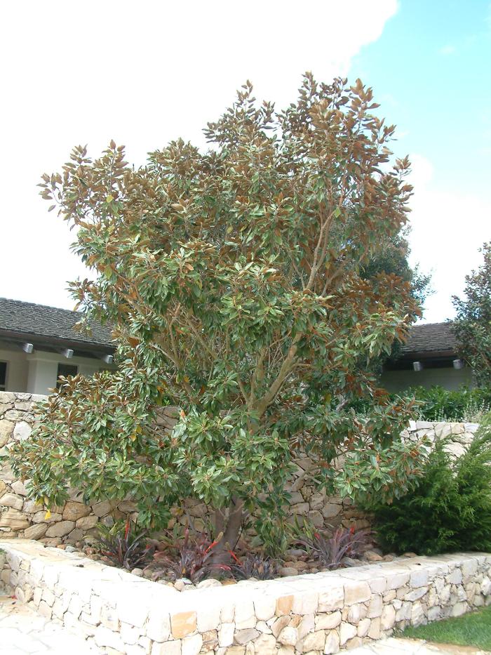 Plant photo of: Magnolia grandiflora 'Little Gem'