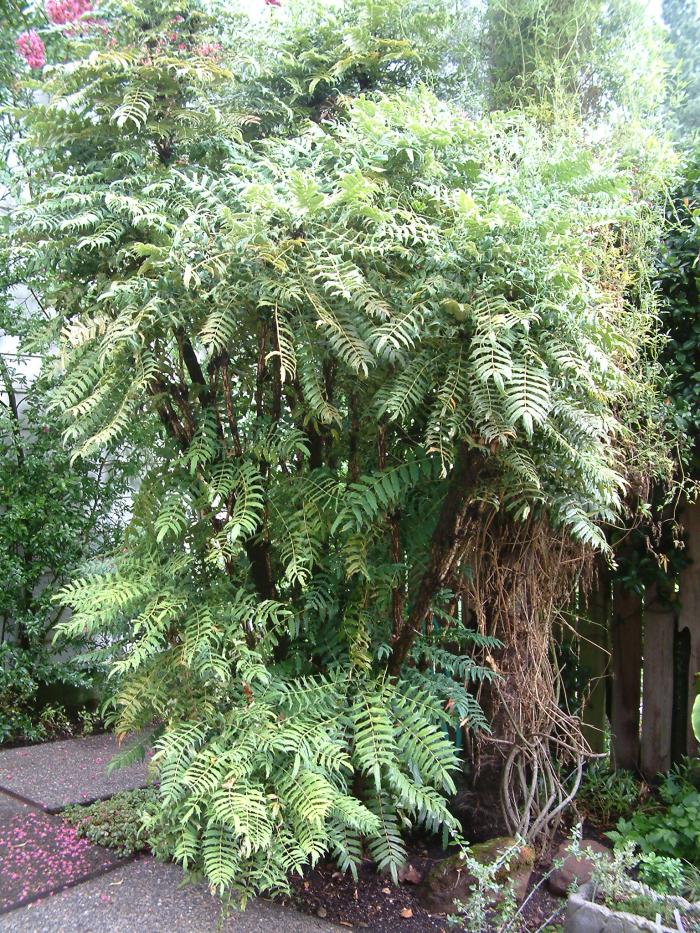 Plant photo of: Mahonia lomariifolia