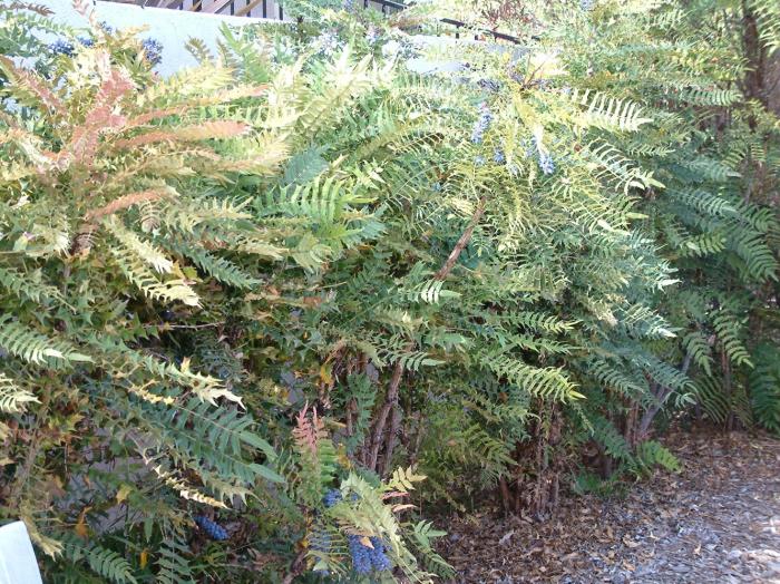 Plant photo of: Mahonia lomariifolia