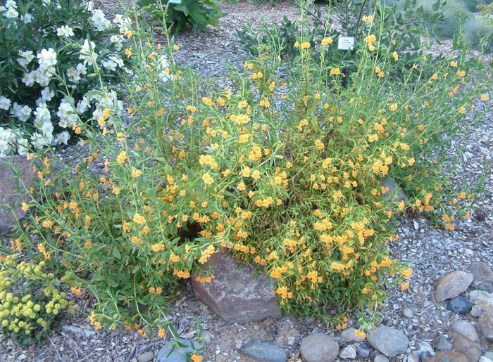 Plant photo of: Mimulus aurantiacus