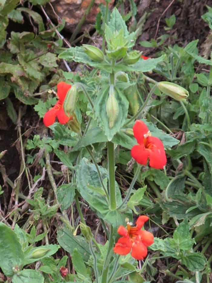 Plant photo of: Mimulus cardinalis