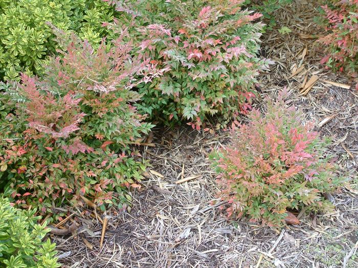 Plant photo of: Nandina domestica 'Gulf Stream'