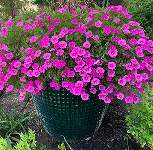 Container Plants