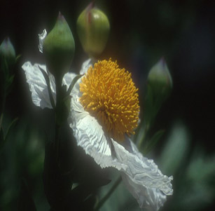 California Native Plants