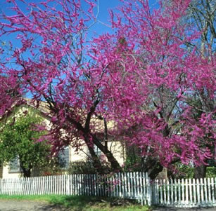 Flowering Trees