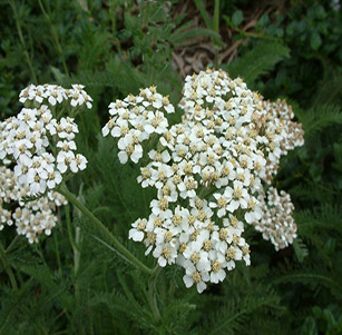 Native Perennials