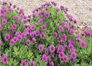 Cape Marguerite, Cape Daisy