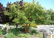 Strawberry Madrone