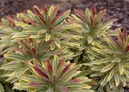 Ascot Rainbow Spurge