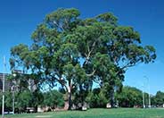 Lemon Scented Gum