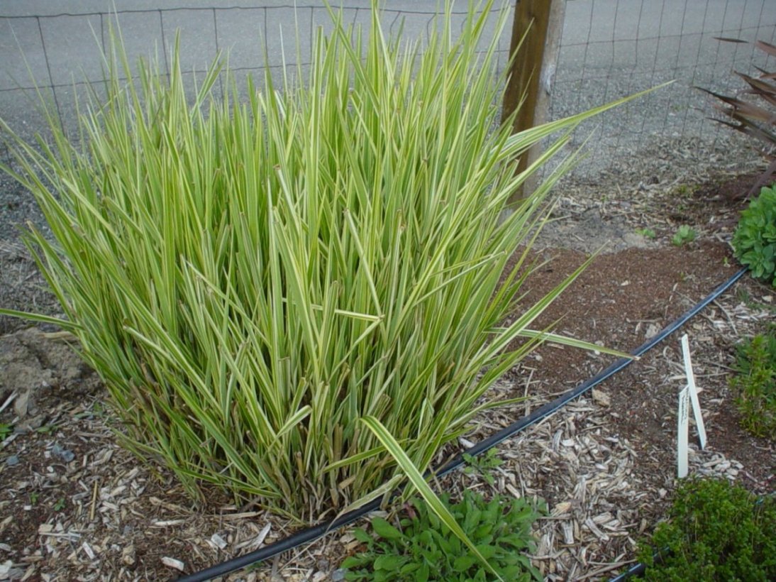 Silver Arrow Miscanthus