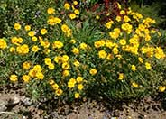 Lance Coreopsis