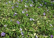 Dwarf Periwinkle, Dwarf Vinca