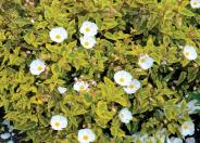 Rockrose