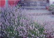 Provence Lavender