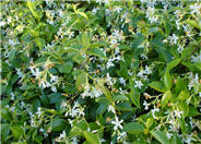 Star Jasmine